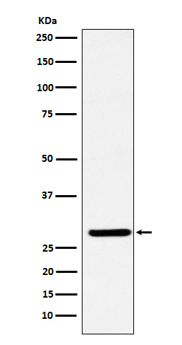 1 - Anti-FHL2 Rabbit Monoclonal Antibody ABO15349