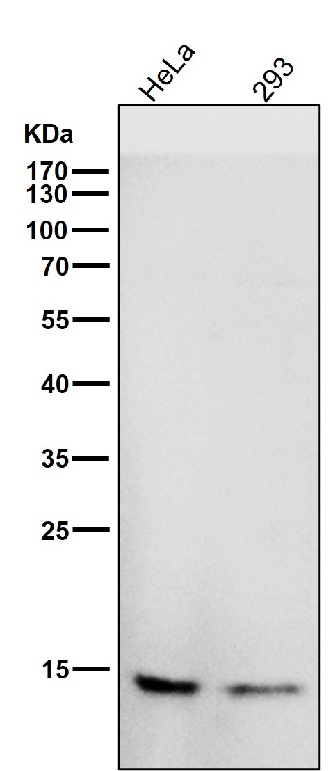 1 - Anti-CDKN2A/p14ARF Rabbit Monoclonal Antibody ABO15350