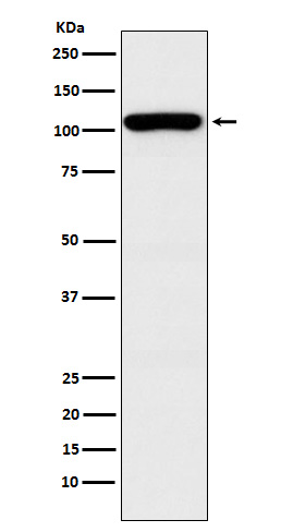 1 - Anti-GEF H1 Rabbit Monoclonal Antibody ABO15351