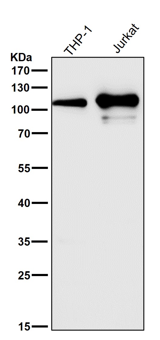 1 - Anti-GEF H1 Rabbit Monoclonal Antibody ABO15351