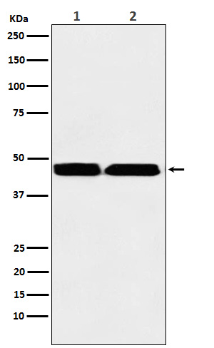 1 - Anti-KMT1B / SUV39H2 Rabbit Monoclonal Antibody ABO15355