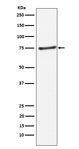 1 - Anti-PIAS1 Rabbit Monoclonal Antibody ABO15358
