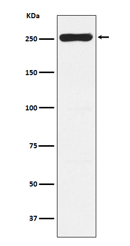 1 - Anti-WNK1 Rabbit Monoclonal Antibody ABO15360
