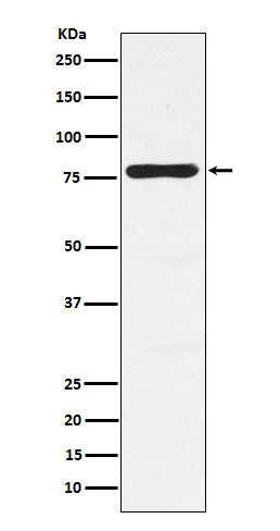 1 - Anti-PKC gamma Rabbit Monoclonal Antibody ABO15361