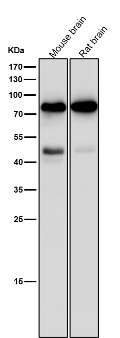 1 - Anti-PKC gamma Rabbit Monoclonal Antibody ABO15361