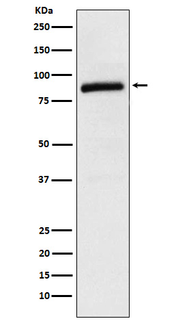 1 - Anti-Cullin 2 Rabbit Monoclonal Antibody ABO15367