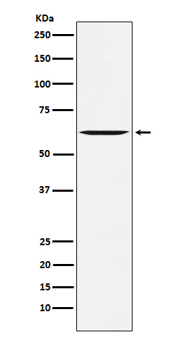 1 - Anti-Yes1 Rabbit Monoclonal Antibody ABO15368