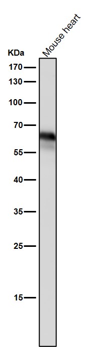 1 - Anti-Yes1 Rabbit Monoclonal Antibody ABO15368