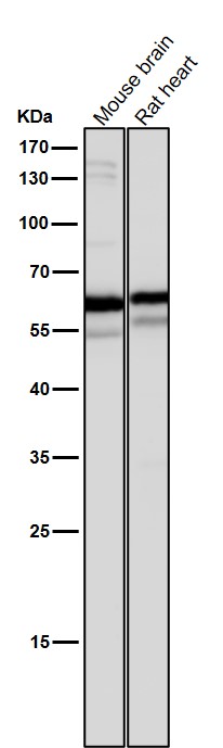 1 - Anti-Yes1 Rabbit Monoclonal Antibody ABO15368