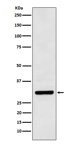 1 - Anti-Bcl10 Rabbit Monoclonal Antibody ABO15369
