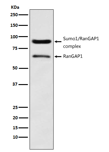 1 - Anti-RanGAP1 Rabbit Monoclonal Antibody ABO15371