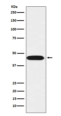 1 - Anti-LIS1 Rabbit Monoclonal Antibody ABO15372