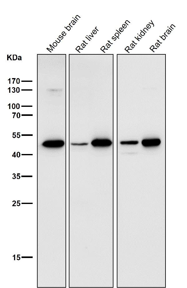 1 - Anti-LIS1 Rabbit Monoclonal Antibody ABO15372
