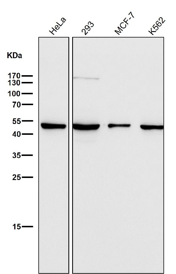 1 - Anti-LIS1 Rabbit Monoclonal Antibody ABO15372