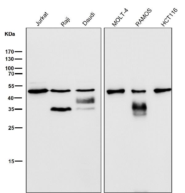 1 - Anti-LIS1 Rabbit Monoclonal Antibody ABO15372