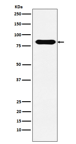 1 - Anti-CD98 Rabbit Monoclonal Antibody ABO15374