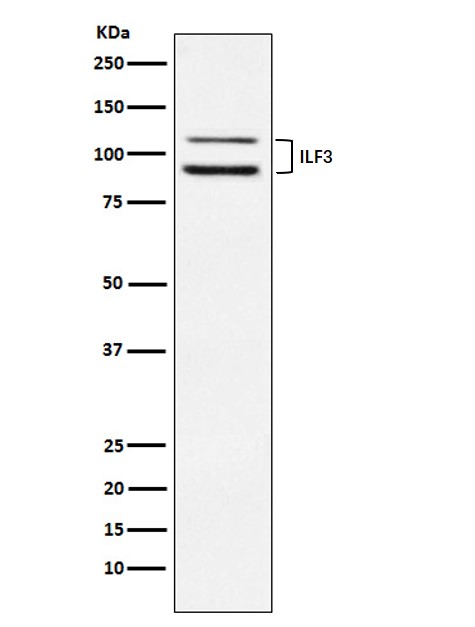 1 - Anti-ILF3 Rabbit Monoclonal Antibody ABO15375