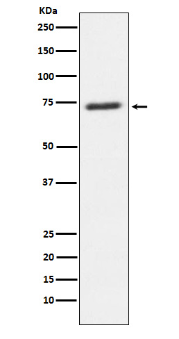 1 - Anti-SENP1 Rabbit Monoclonal Antibody ABO15381