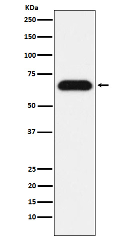 1 - Anti-Nucleostemin Rabbit Monoclonal Antibody ABO15383