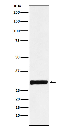 1 - Anti-Annexin IV Rabbit Monoclonal Antibody ABO15384