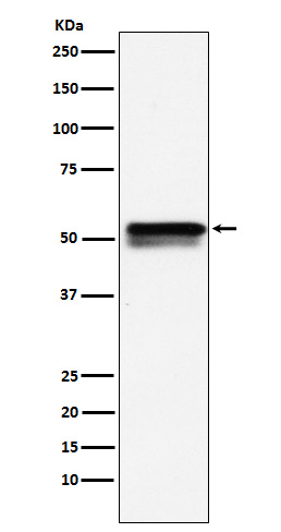 1 - Anti-EGR2 Rabbit Monoclonal Antibody ABO15385