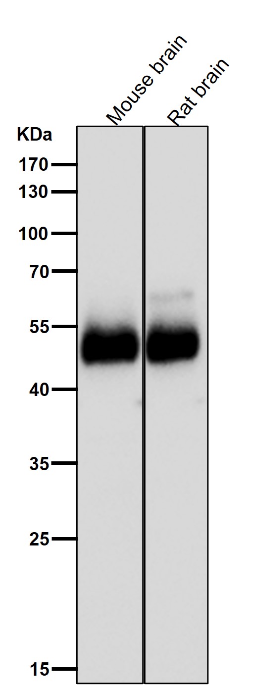 1 - Anti-EGR2 Rabbit Monoclonal Antibody ABO15385