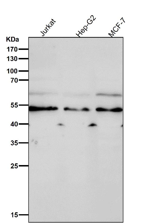1 - Anti-EGR2 Rabbit Monoclonal Antibody ABO15385