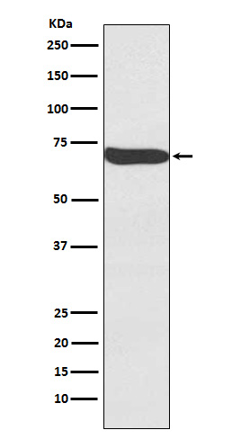 1 - Anti-Frizzled 9 / CD349 Rabbit Monoclonal Antibody ABO15386
