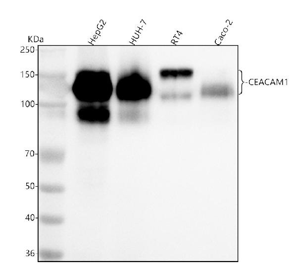 1 - Anti-CEACAM1 Rabbit Monoclonal Antibody ABO15387