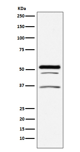 1 - Anti-PIST Rabbit Monoclonal Antibody ABO15389