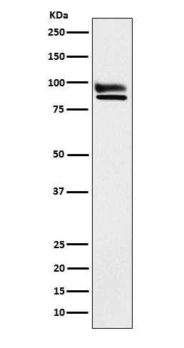 1 - Anti-OS9 Rabbit Monoclonal Antibody ABO15391