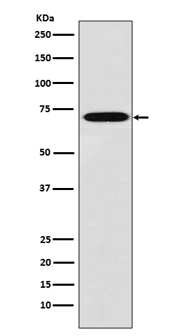 1 - Anti-Plastin L Rabbit Monoclonal Antibody ABO15392