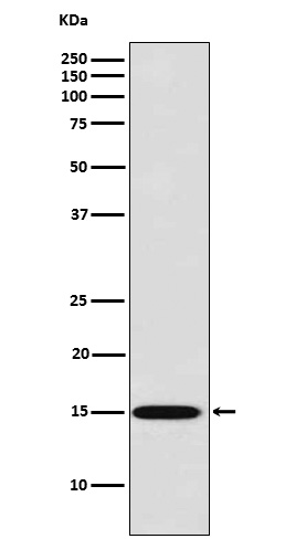 1 - Anti-Galectin 7 Rabbit Monoclonal Antibody ABO15393