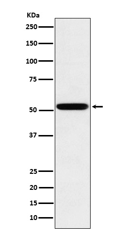 1 - Anti-Human IgG2 Rabbit Monoclonal Antibody ABO15394