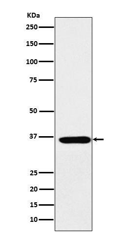 1 - Anti-SMN1 Rabbit Monoclonal Antibody ABO15395