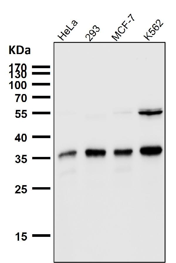 1 - Anti-SMN1 Rabbit Monoclonal Antibody ABO15395