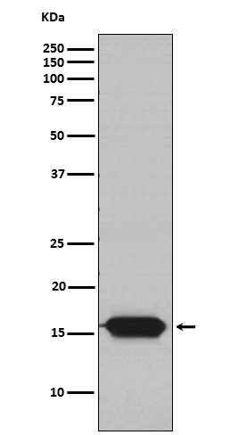 1 - Anti-GRIM19 Rabbit Monoclonal Antibody ABO15398