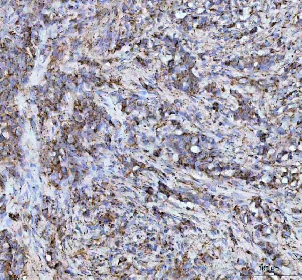 2 - Anti-HSP10 Rabbit Monoclonal Antibody ABO15399