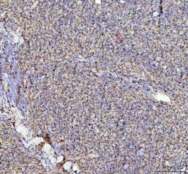2 - Anti-HSP10 Rabbit Monoclonal Antibody ABO15399