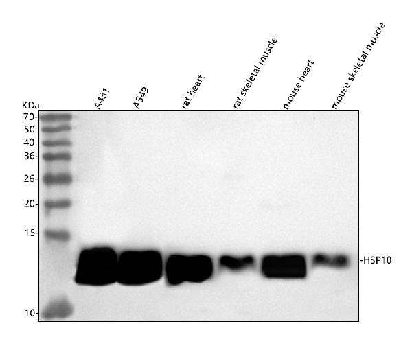 1 - Anti-HSP10 Rabbit Monoclonal Antibody ABO15399