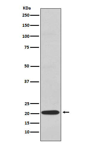 1 - Anti-CD3G Rabbit Monoclonal Antibody ABO15400