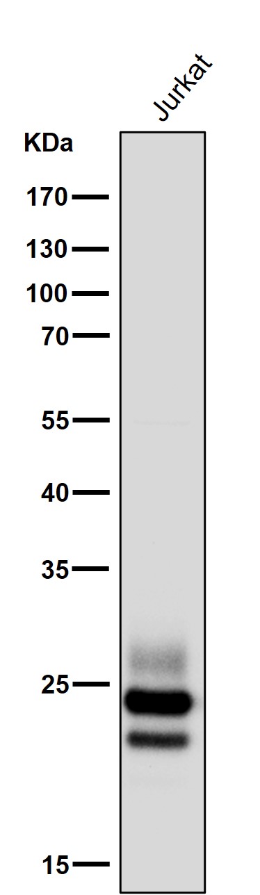 1 - Anti-CD3G Rabbit Monoclonal Antibody ABO15400