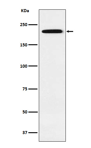 1 - Anti-Gli3 Rabbit Monoclonal Antibody ABO15401