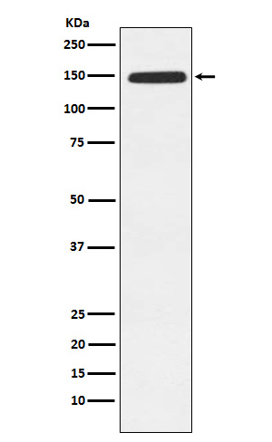 1 - Anti-Xanthine Oxidase Rabbit Monoclonal Antibody ABO15402
