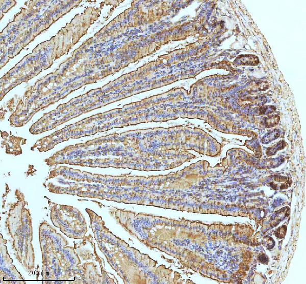 2 - Anti-Xanthine Oxidase Rabbit Monoclonal Antibody ABO15402