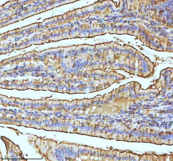 2 - Anti-Xanthine Oxidase Rabbit Monoclonal Antibody ABO15402