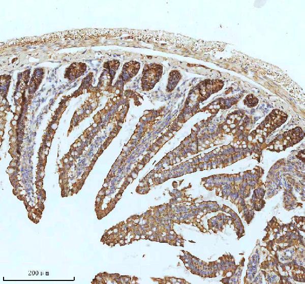 2 - Anti-Xanthine Oxidase Rabbit Monoclonal Antibody ABO15402