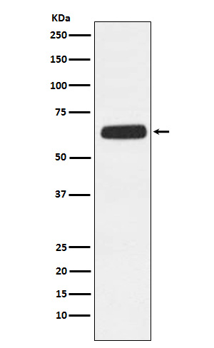 1 - Anti-CD89 Rabbit Monoclonal Antibody ABO15403