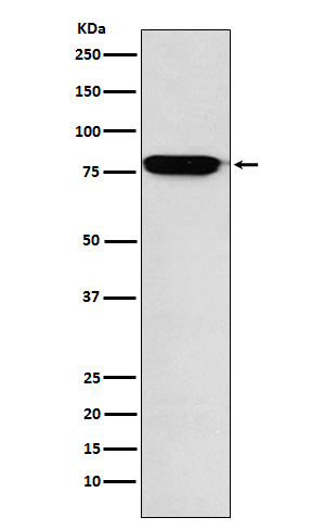 1 - Anti-RANK Rabbit Monoclonal Antibody ABO15405