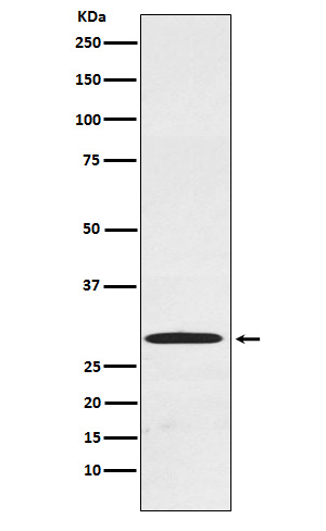 1 - Anti-Cdx1 Rabbit Monoclonal Antibody ABO15406